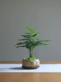 Ди -Жу Горт Посаженное воздушное зеленое растение четыре сезона Хорошее анти -радиационное наблюдение за творческим бонсай -гостиной в офисной стойке балкон