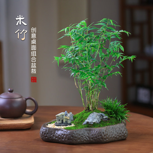 米竹盆栽造型室内微景观茶几摆件