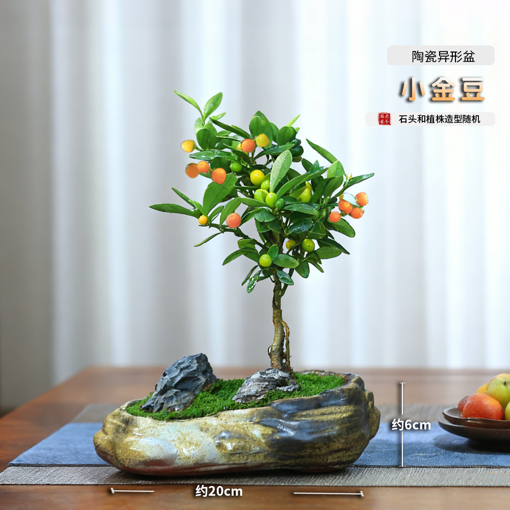 迷你金豆小盆栽植物室内绿植