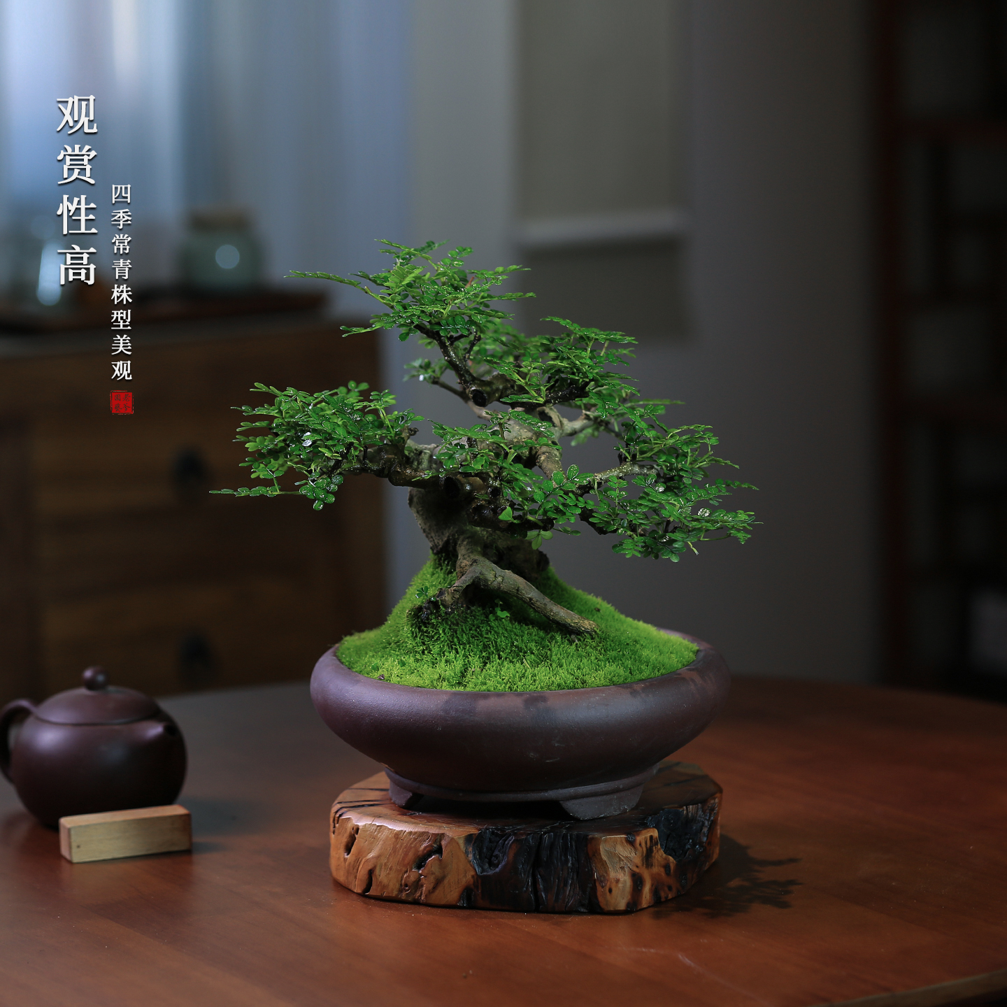 矮霸清香木老桩一物一拍养护成活