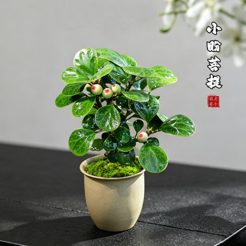 迷你室内好养带果盆栽绿植
