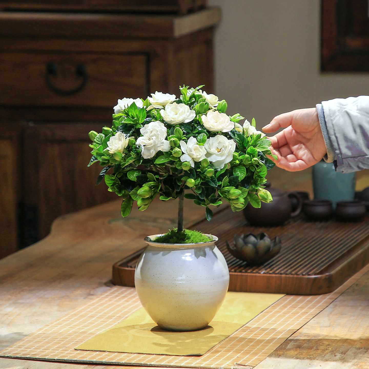 栀子花盆栽带花苞花卉茶室植物阳台室内好养办公室桅子花小绿植
