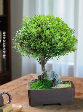 红芽小叶赤楠老桩盆栽客厅摆放绿植新中式茶室高端盆景室内植物