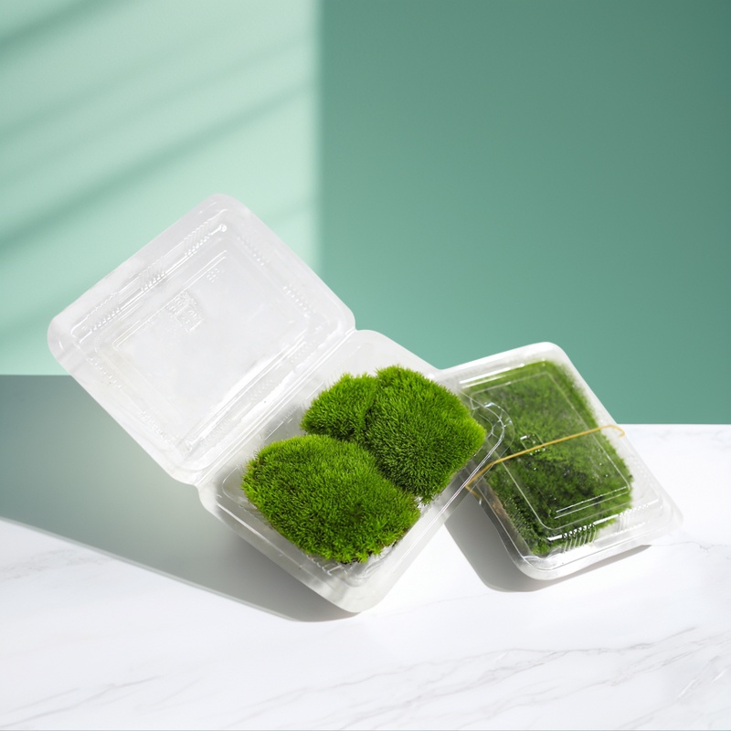 老爹家的菖蒲微景观造景鲜活苔藓