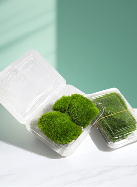 鲜活苔藓白发藓微景观DIY造景青苔生态植物假山庭院盆栽盆景造景