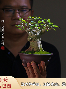 一物一拍白蜡盆景植物老桩苗室内绿植禅意绿植造型盆景迷你矮霸桩