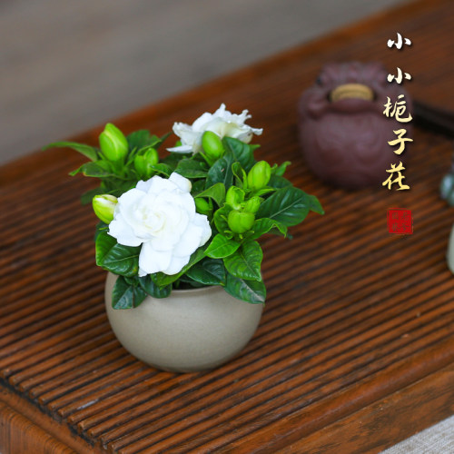 栀子花盆栽带花苞花卉植物