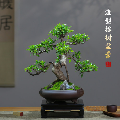 南北可养耐阴绿植榕树盆景