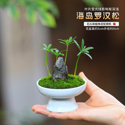迷你盆栽室内耐阴好养蕨类
