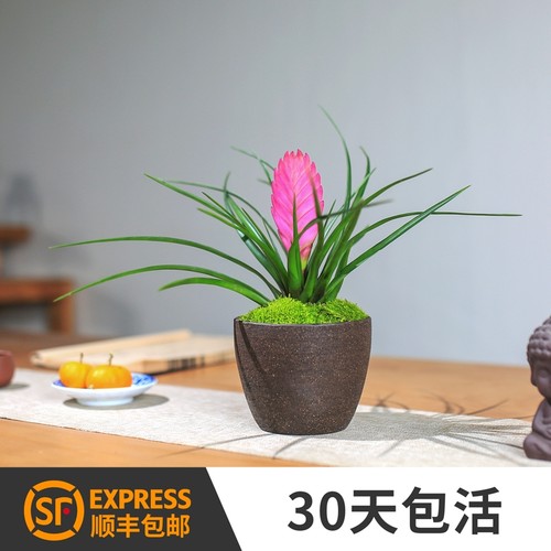 空气铁兰价格 多少钱 空气铁兰价格 多少钱