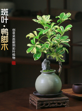 花叶鸭脚木盆栽室内办公室桌面绿植好养花卉盆景植物净化空气