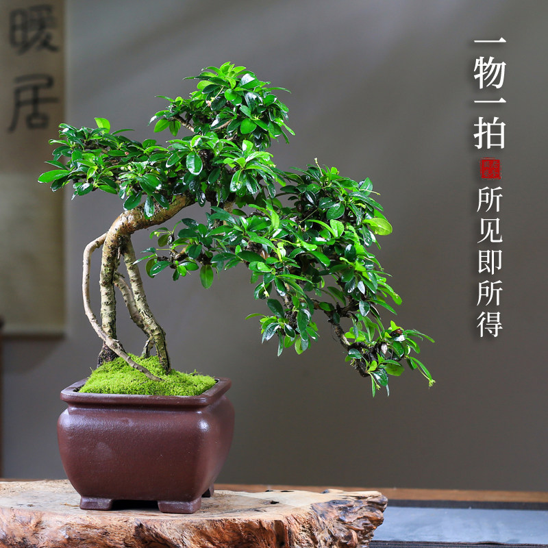 提根福建茶空气净化器所见即所得