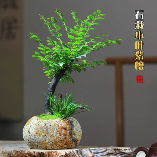 小叶紫檀菖蒲组合盆栽茶室窗台