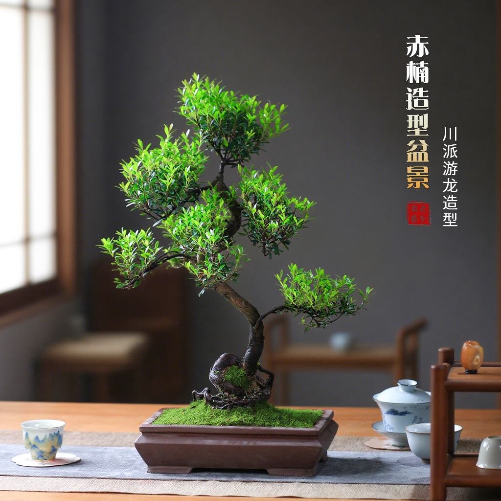 小叶赤楠老桩盆景室内造型植物茶室桌面办公室新中式楠木绿植盆栽