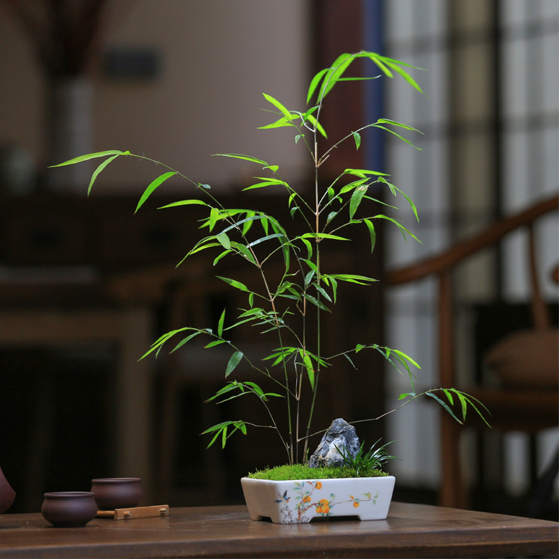 内门竹名贵竹苗竹子盆栽庭院室内茶室观叶四季常青精美竹子盆景竹,鲜花速递/花卉仿真/绿植园艺,造型盆景,淘宝优惠券,粉丝福利购,淘宝优惠卷