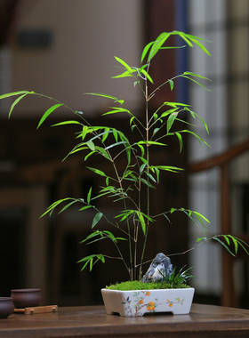 内门竹名贵竹苗竹子盆栽庭院室内茶室观叶四季常青精美竹子盆景竹