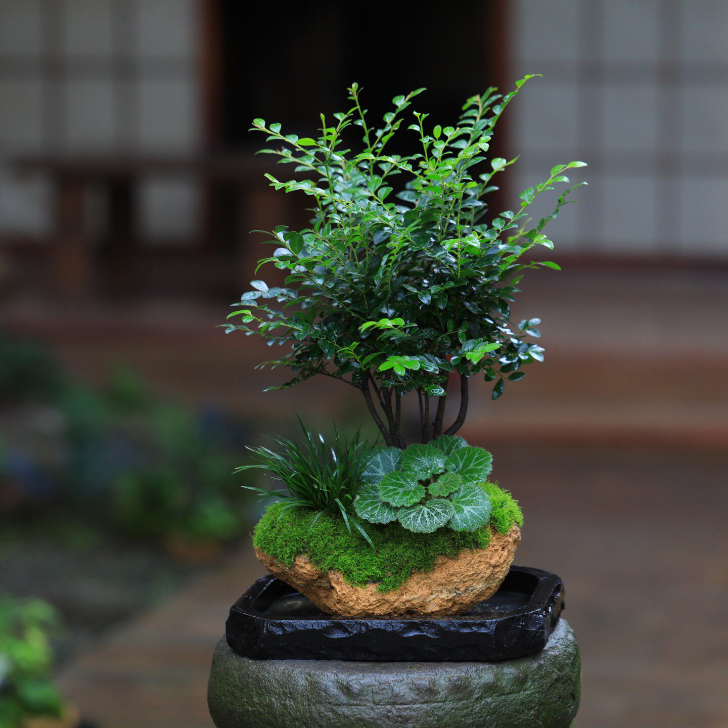 小森林黑骨茶小叶紫檀盆栽吸水石盆景室内桌面绿植茶室禅意植物