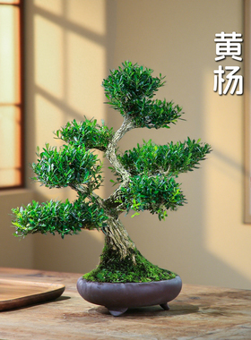 黄杨盆栽一物一拍盆景庭院造型老桩室内好养耐阴绿植花卉四季常绿