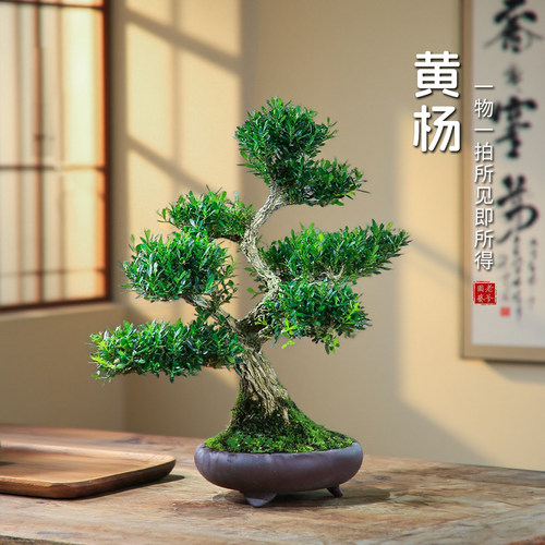 一物一拍黄杨盆栽造型盆景
