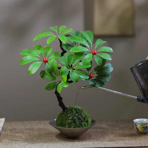鸭脚木苔玉球桌面绿植净化空气