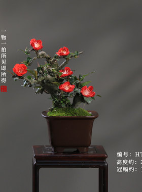 贴梗海棠花盆栽带花苞好养易活阳台庭院花卉一物一拍老桩植物盆景