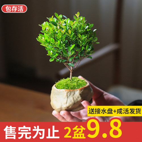 办公室绿植室内摆件小盆栽