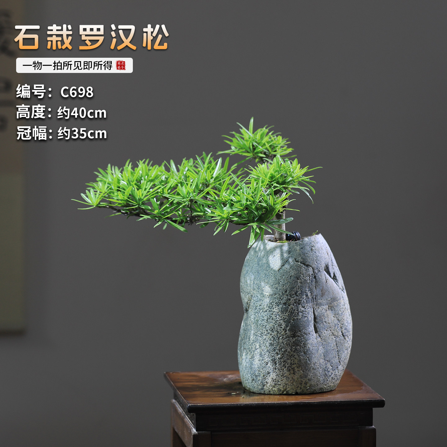 小叶罗汉松真盆景室内迎客松茶几桌面绿植玄关庭院植物雀舌盆栽