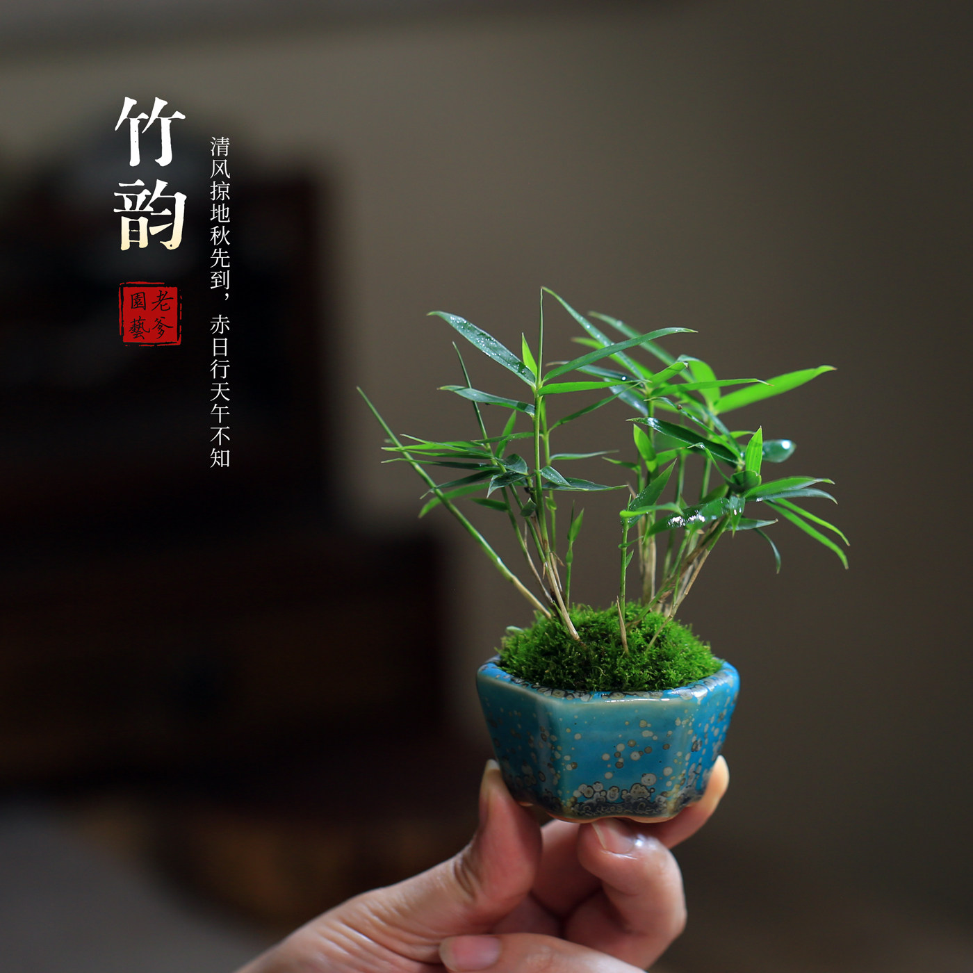 竹子桌面盆栽绿植室内四国矮竹植物青苔藓微景观中式简约净化空气