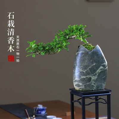 清香盆景石栽一物四季花卉