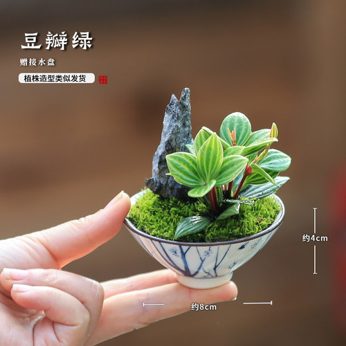 小型罗汉松工位绿植情绪稳定植物