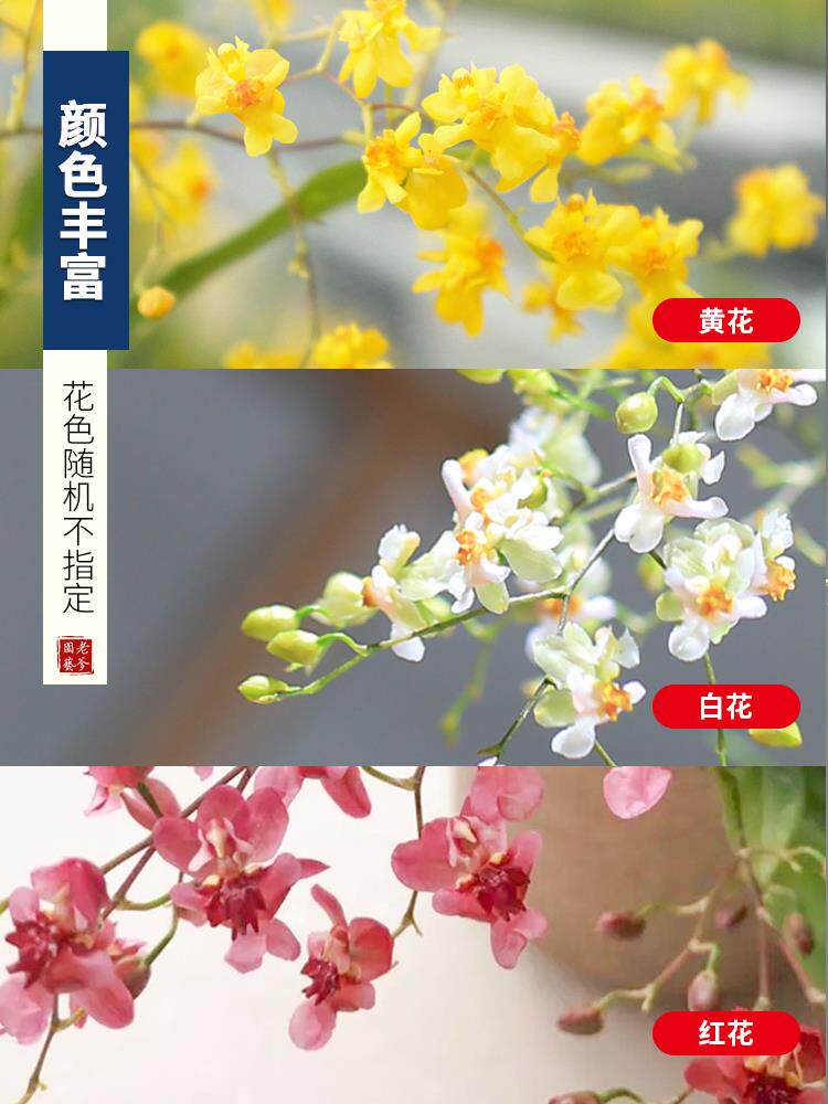 ONCIDIUM 화분 수경 식물 MENGXIANGLAN 실내 꽃 데스크탑 화분 가을과 겨울에 꽃이 피는 녹색 식물을 키우기에 좋습니다