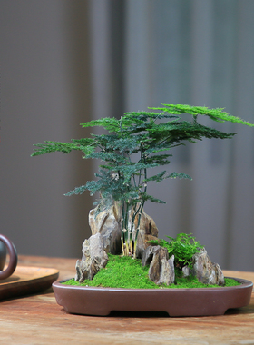 文竹盆栽室内盆景植物客厅桌面办公室绿植好养水培植物花茶室摆件