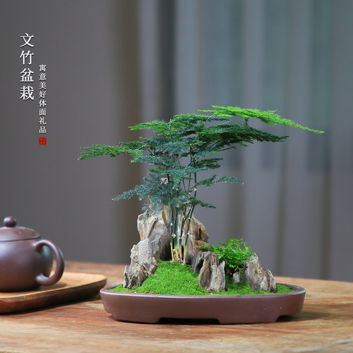 文竹盆栽室内盆景植物客厅桌面办公室绿植好养水培植物花茶室摆件