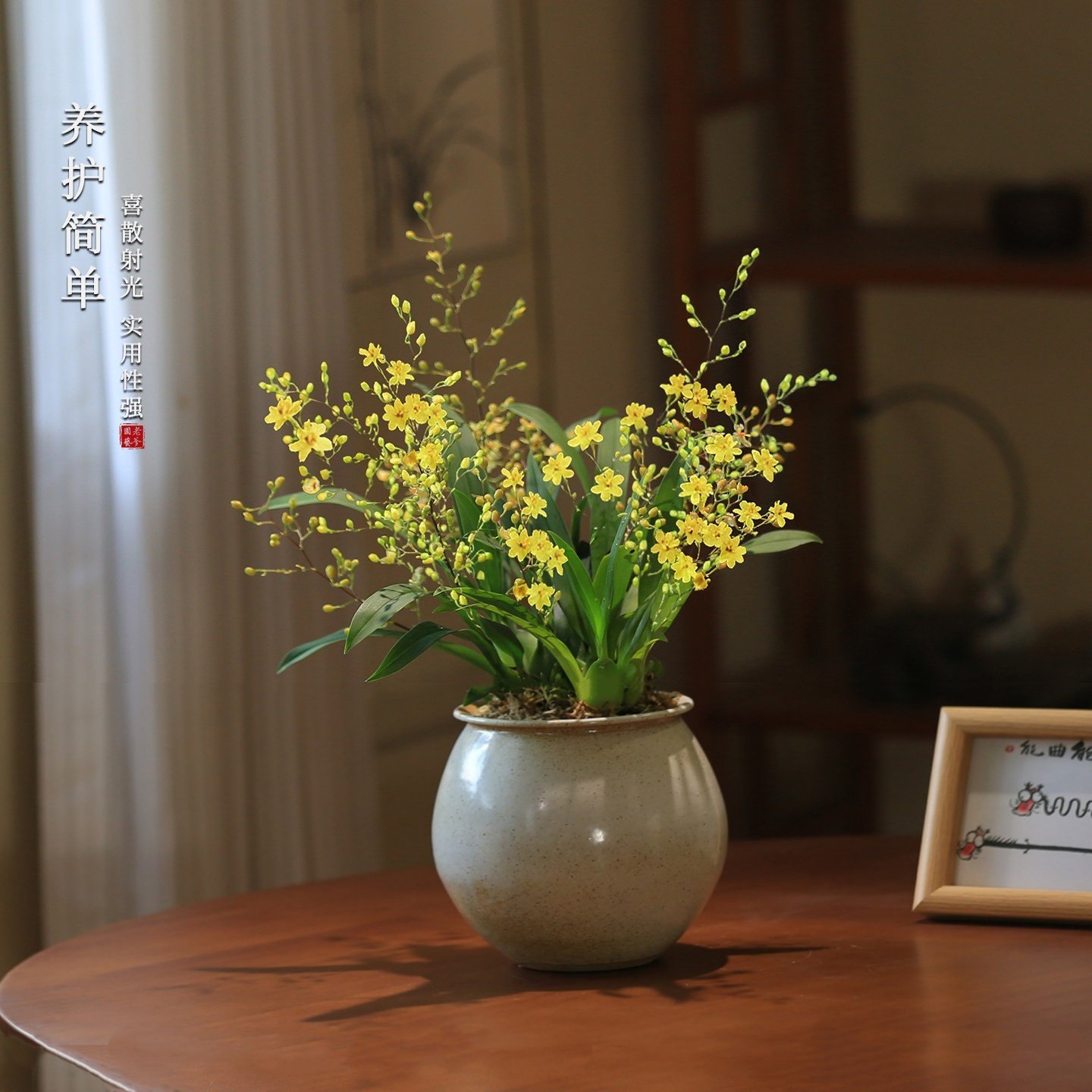 梦香兰冬季开花兰花盆栽好养易活室内花卉办公室带花文心兰植物,鲜花速递/花卉仿真/绿植园艺,国兰/杂交兰/洋兰类,淘宝优惠券,粉丝福利购,淘宝优惠卷