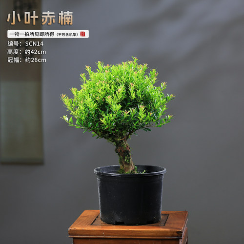 小叶赤楠室内绿植盆栽装饰植物