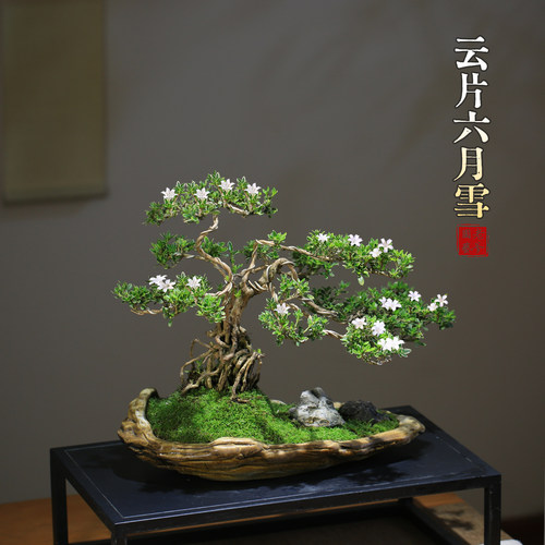 云片造型六月雪盆景小白易养