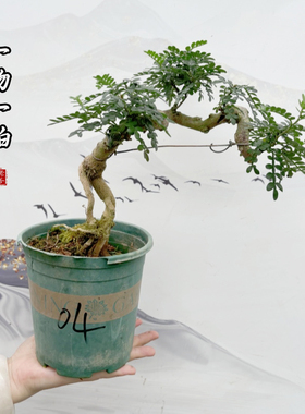 清香型胡椒木悬崖素材苗一物一拍造型植物苗常绿植物室内庭院好养