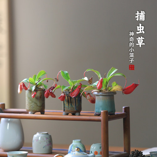 猪笼草盆栽捕虫草植物室内驱蚊虫
