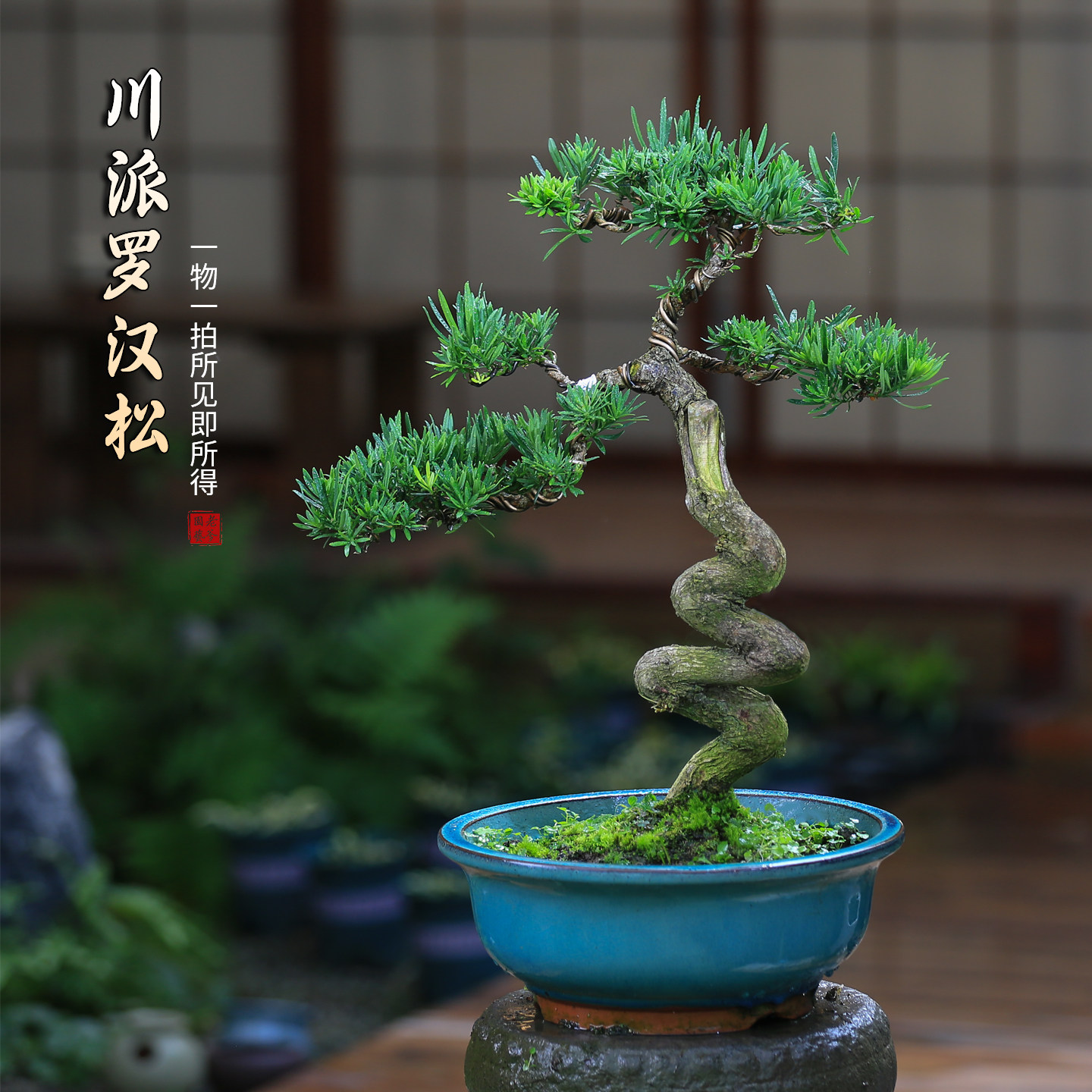 川派罗汉松一物一拍盆景中式老桩室内桌面观叶趣味好养植物盆栽