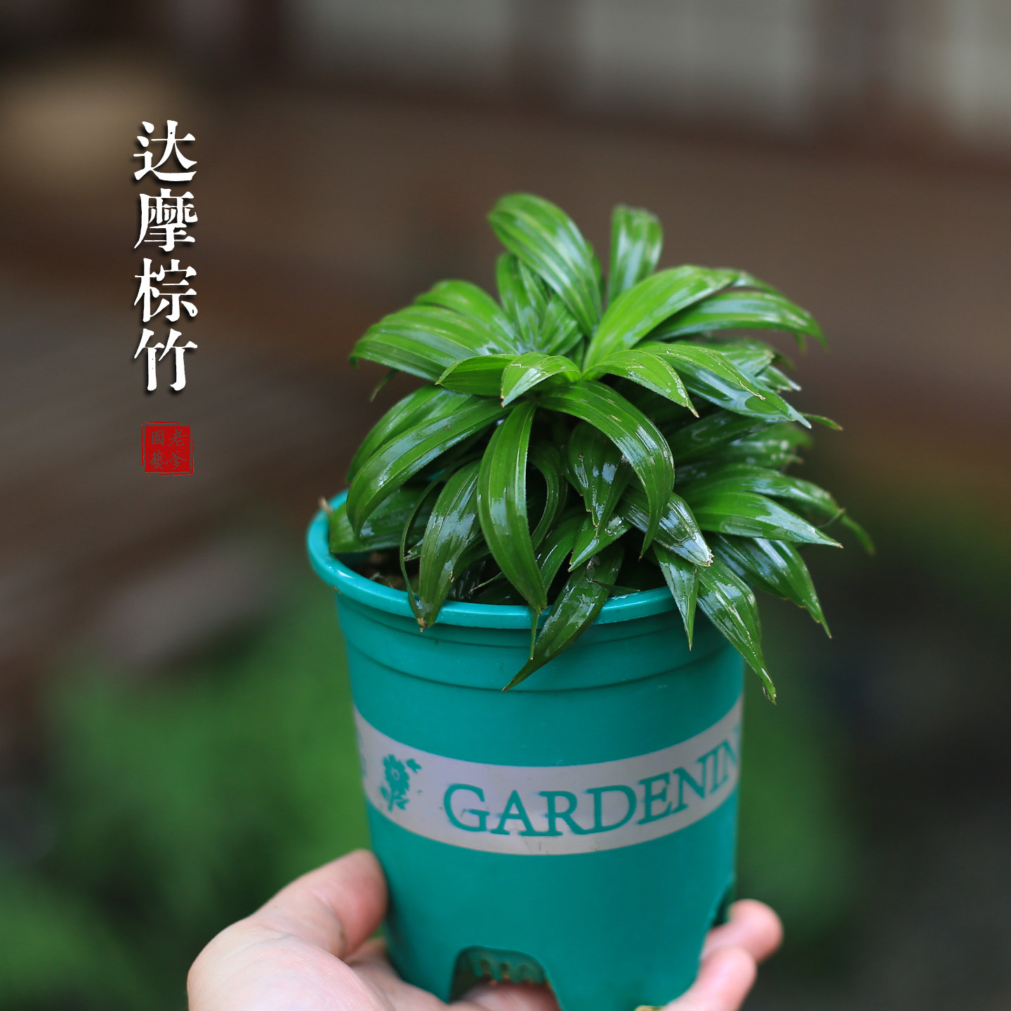 达摩棕竹进口小叶棕竹四季常绿耐阴室内禅意盆栽稀有品种桌面植物