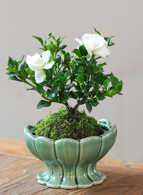 栀子花寿星栀子盆栽带花苞净化空气室内办公室窗台花卉四季绿植