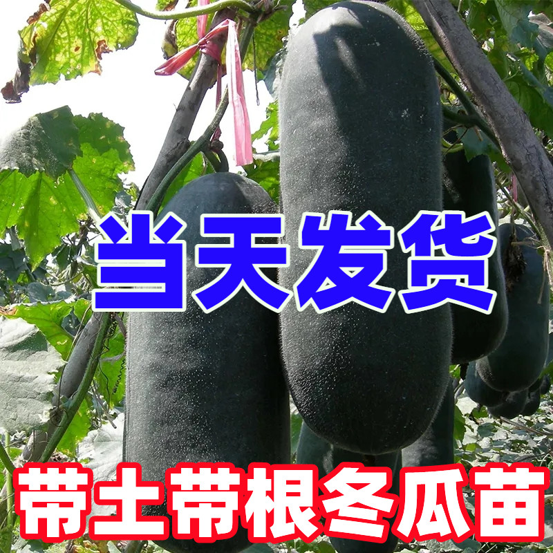 早熟黑皮白皮冬瓜苗丝瓜秧苗南瓜黄瓜西瓜苦瓜苗春季阳台盆栽庭院 鲜花速递/花卉仿真/绿植园艺 家庭园艺种子 原图主图