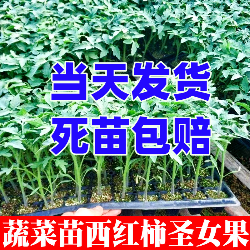 高产圣女果番茄辣椒茄子黄瓜蔬菜