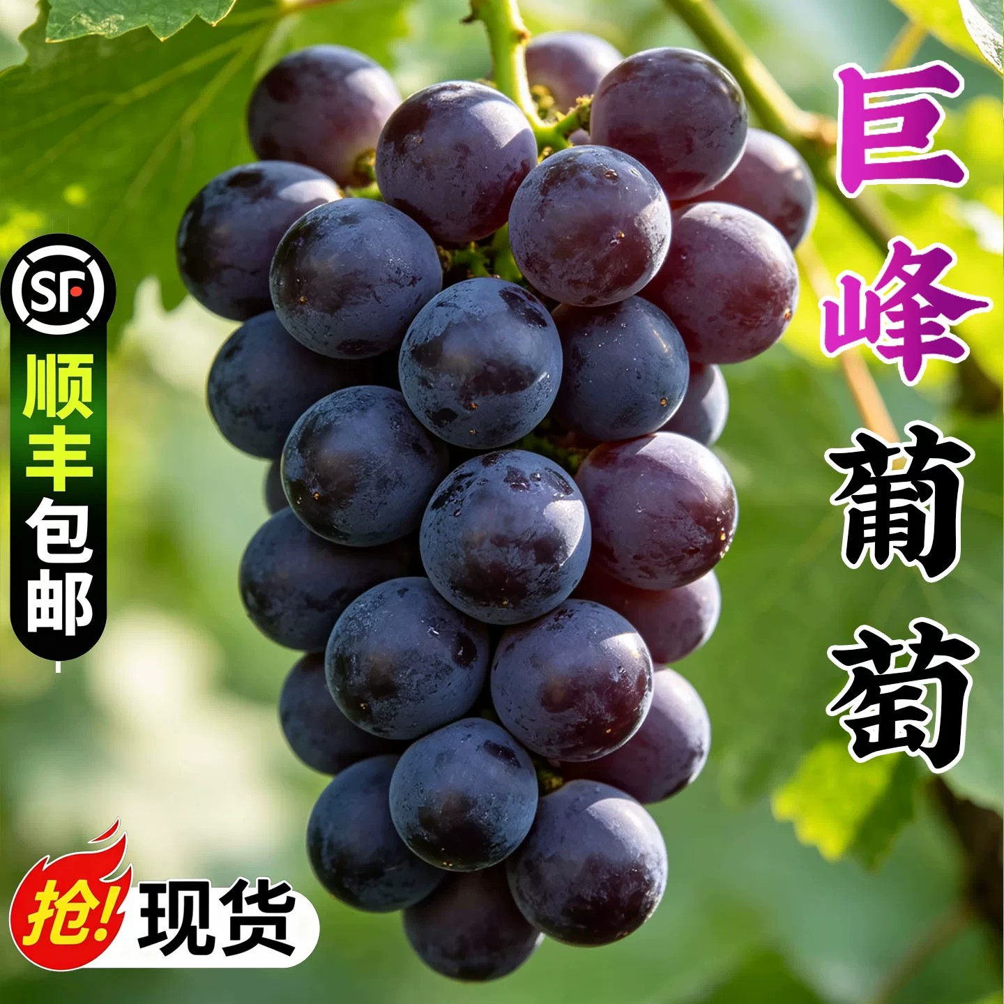 东北辽宁巨峰葡萄新鲜时令孕婴网葡萄/提子