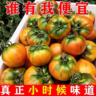 草莓柿子西红柿新鲜自然熟铁皮柿子盘锦碱地生吃水果丹东番茄5斤