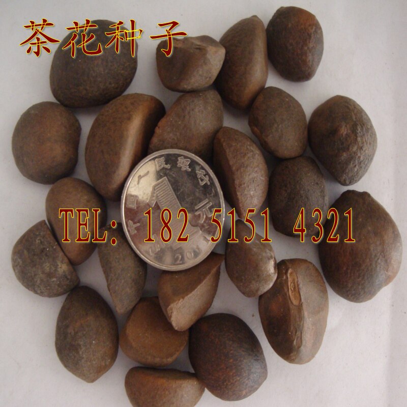 出售优质新采茶花种子 广宁红花油茶,浙江红山茶 20元/斤