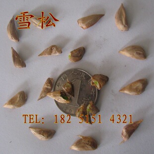 新采雪松种子 印度进口雪松种子宝塔松 绿化苗木树种子