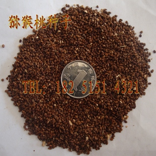 果树种子 猕猴桃种子 猕猴梨 藤梨 羊桃 阳桃 包邮