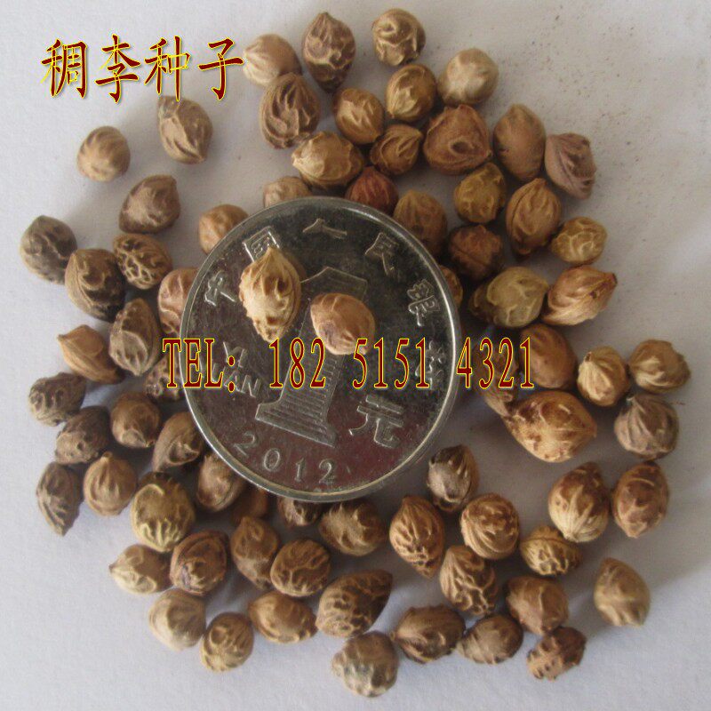 林木种子 稠李种子 稠李花种子 苗木种子 紫叶稠李 50元/斤