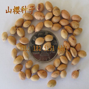 出售山樱花种子、野生福岛樱，山樱桃种子 嫁接樱花 70元/斤